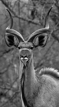 a kudu