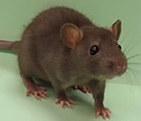 rat