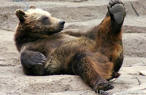 a bear admiring their feet