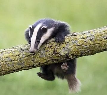 badger in a tree